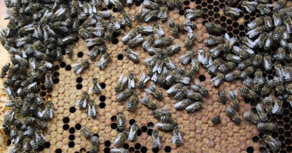 A méhek fehérjeellátottságának fontossága és pótlásának jelentősége
